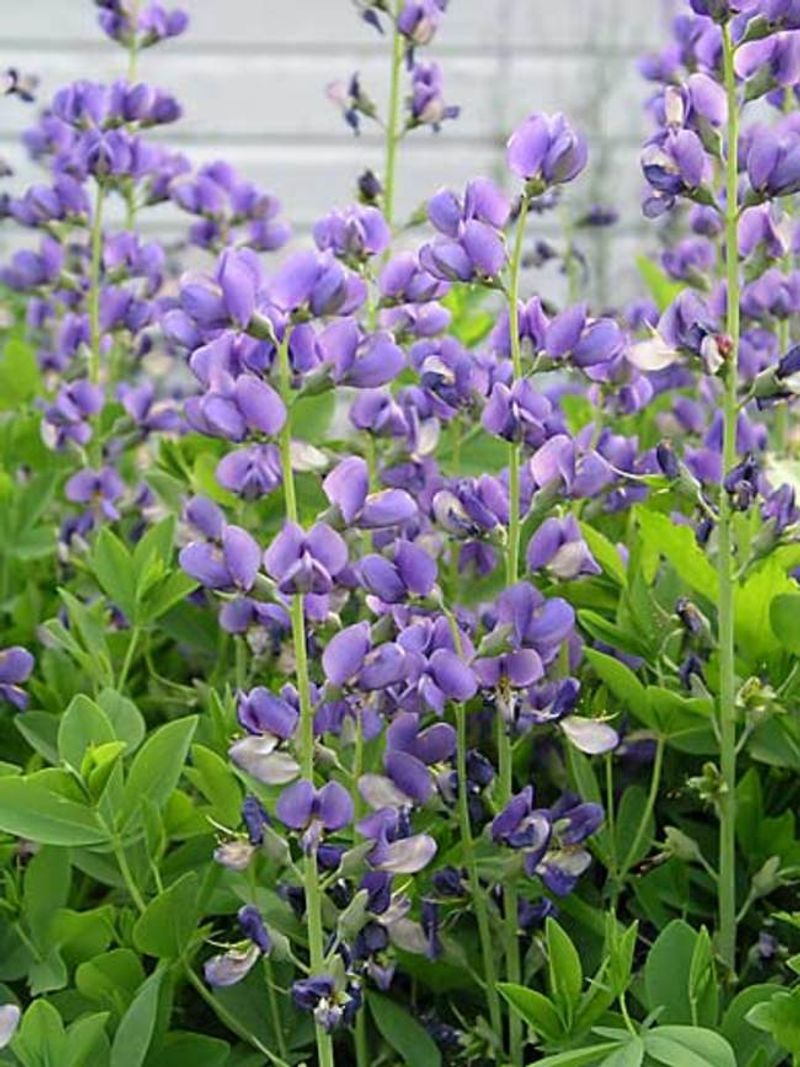 Baptisia