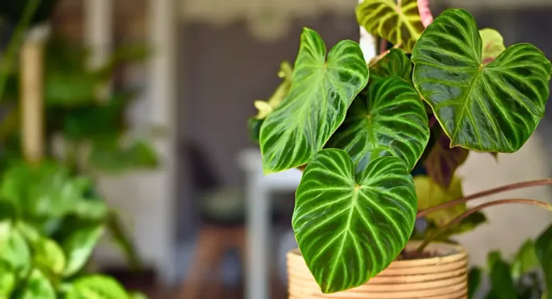 Philodendron