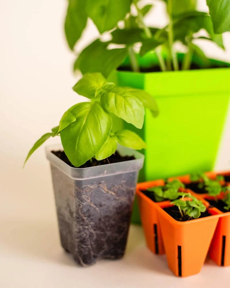 Basil