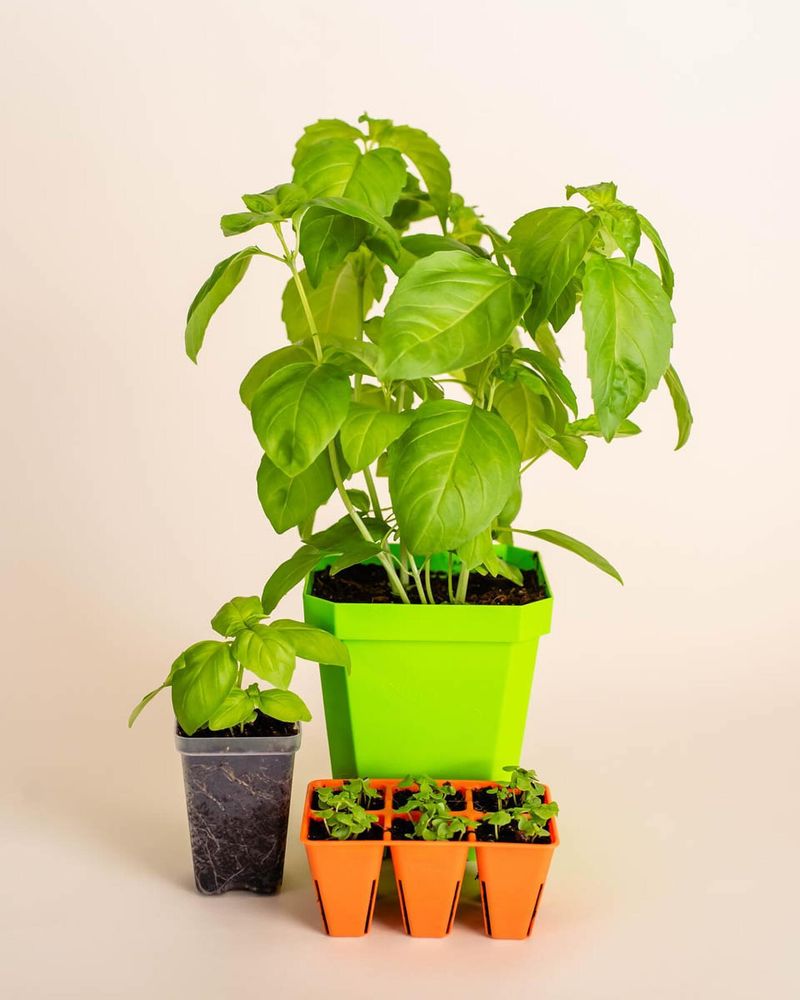 Basil
