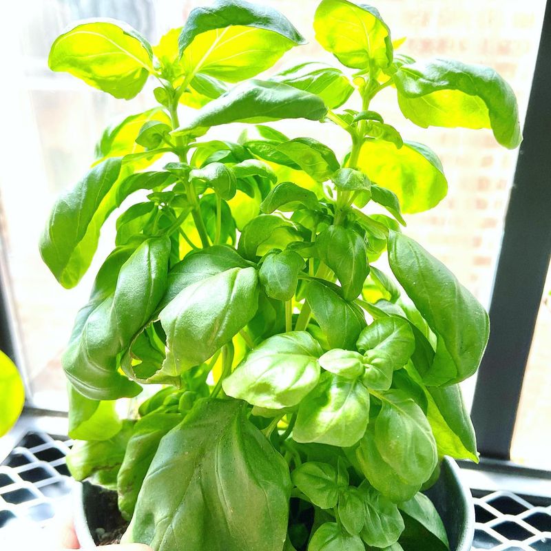 Basil