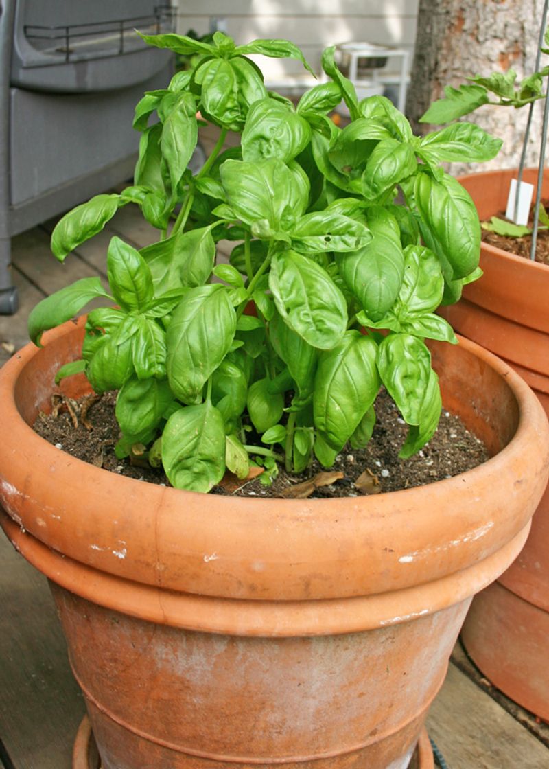 Basil