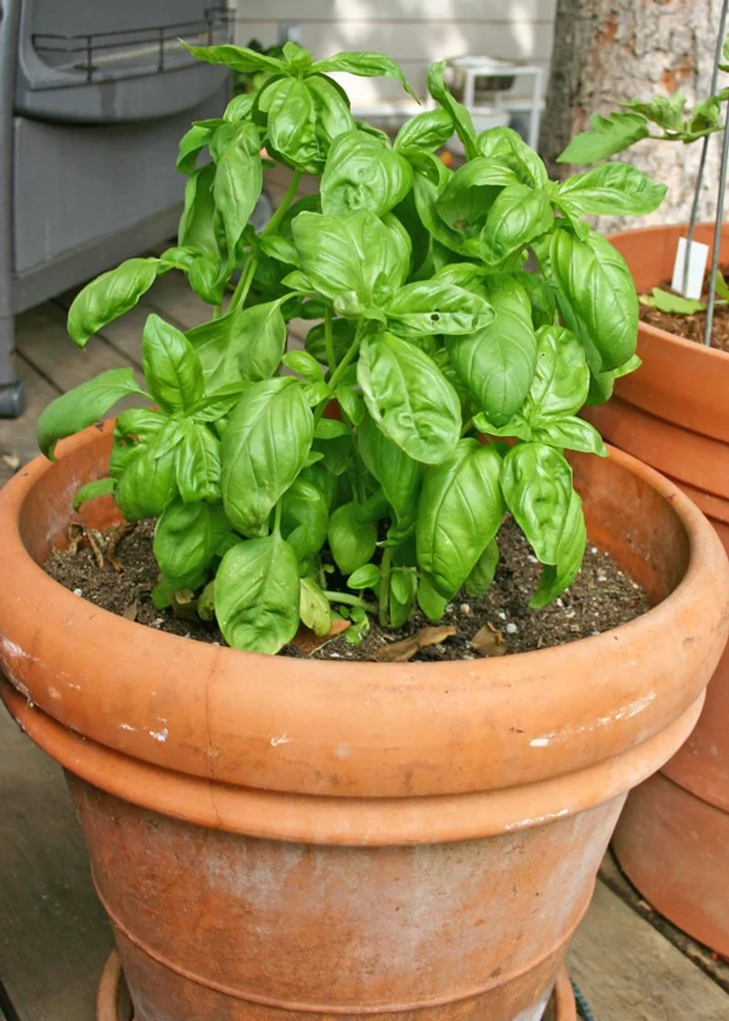 Basil