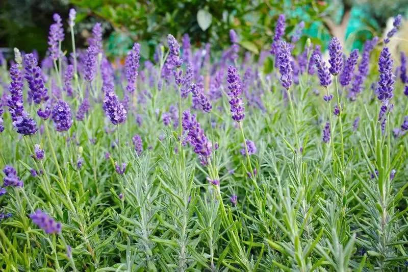 Lavender