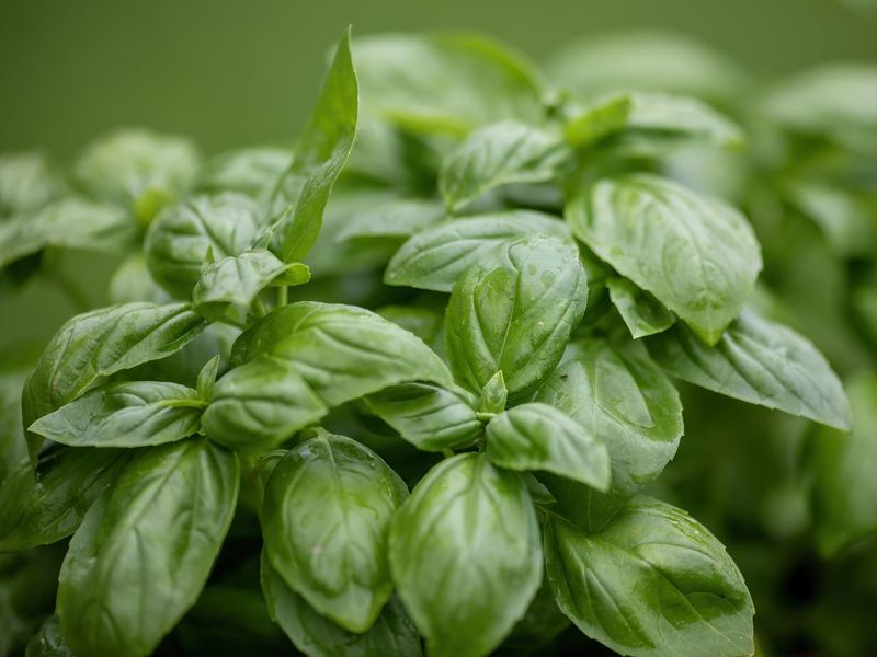 Basil