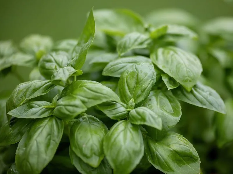 Basil