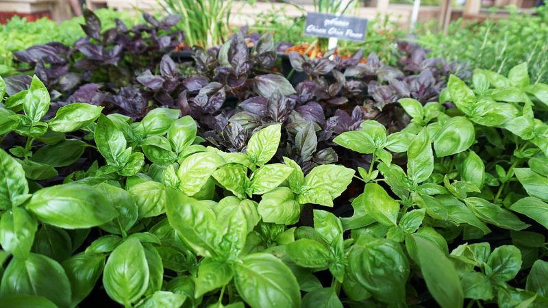 Basil