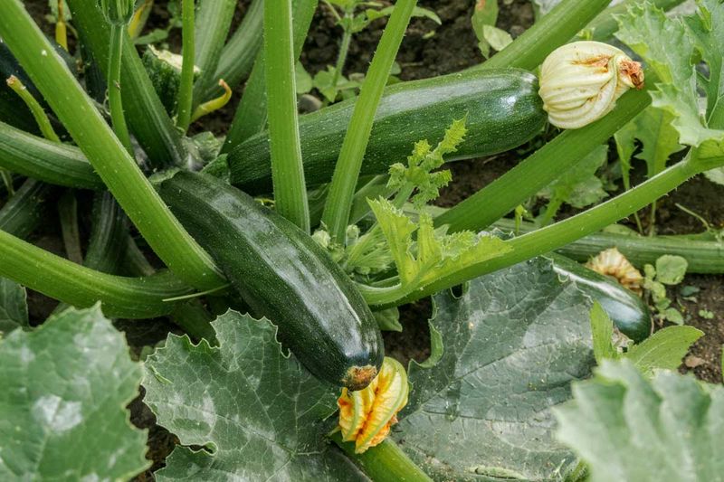 Zucchini