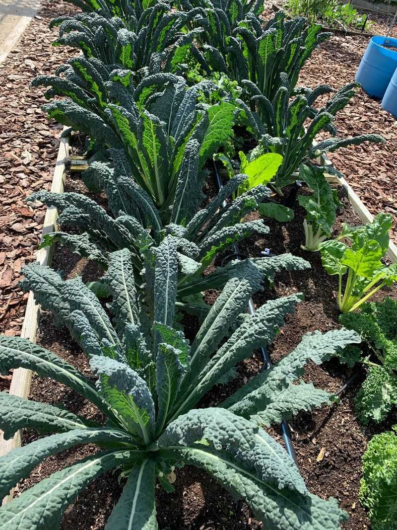 Kale