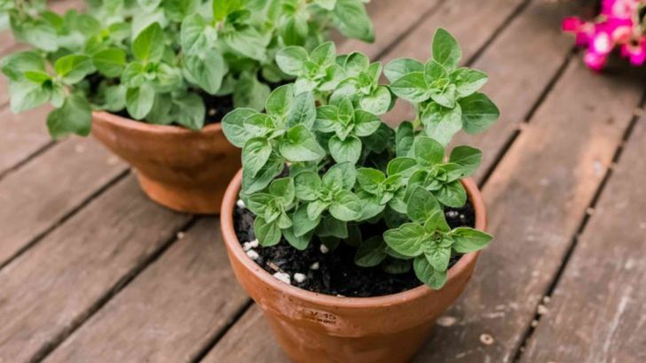 Basil Bolts Too Fast in Your Heat? Try These 13 Herbs That Love Hot Weather