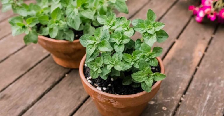 Basil Bolts Too Fast in Your Heat? Try These 13 Herbs That Love Hot Weather