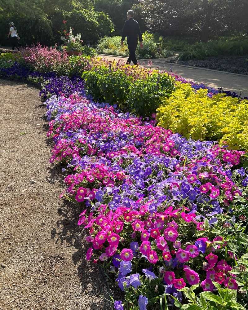 Basil and Petunias
