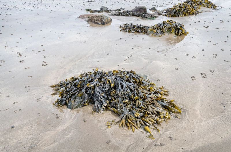 Seaweed Extract