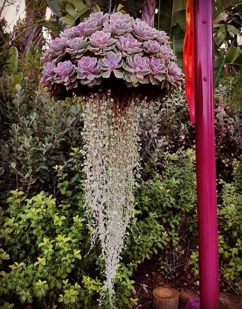 Jellyfish Succulent (Curio rowleyanus)