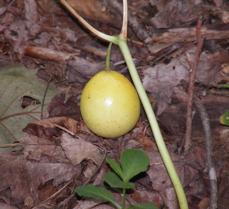 Mayapple