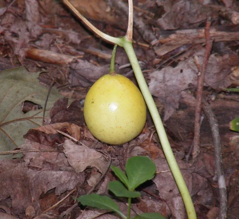 Mayapple