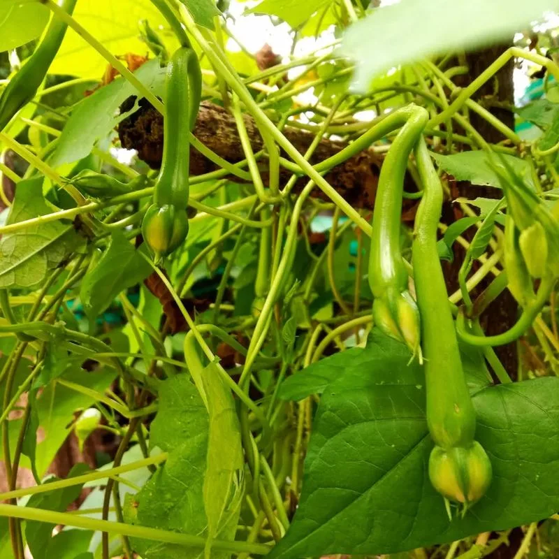 Beans