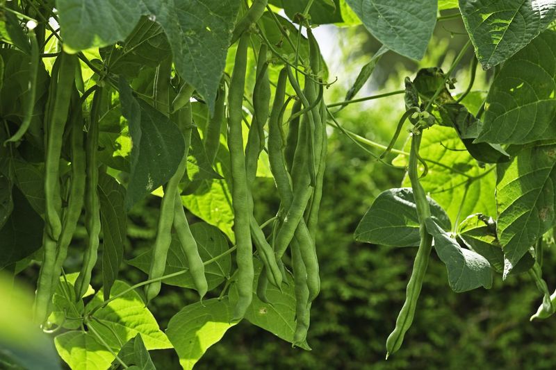 Beans