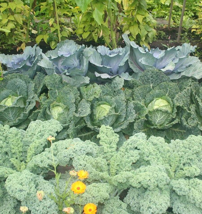 Cabbage and Grapes