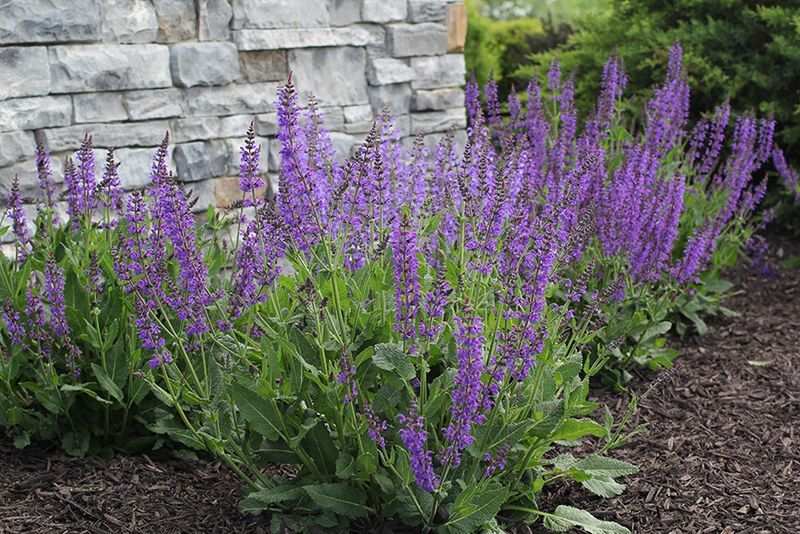 Salvia