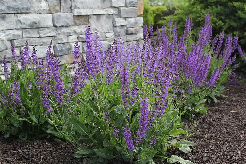 Salvia