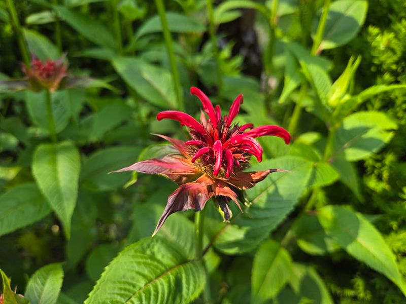 Bee Balm