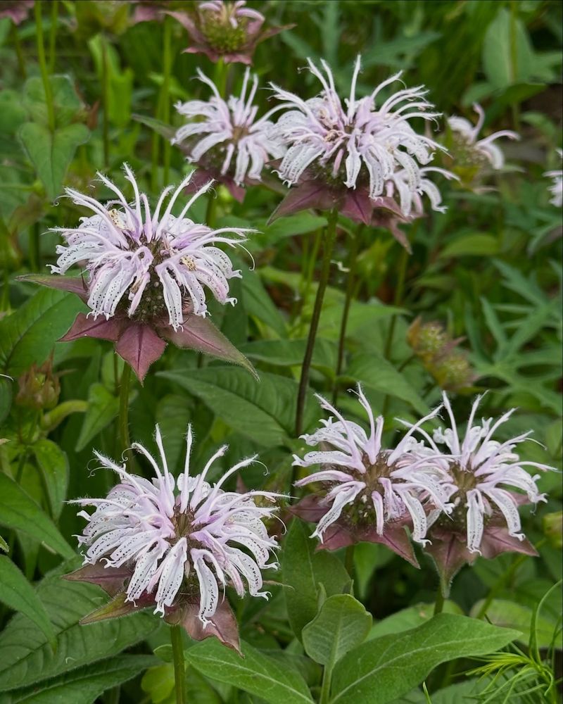 Bee Balm