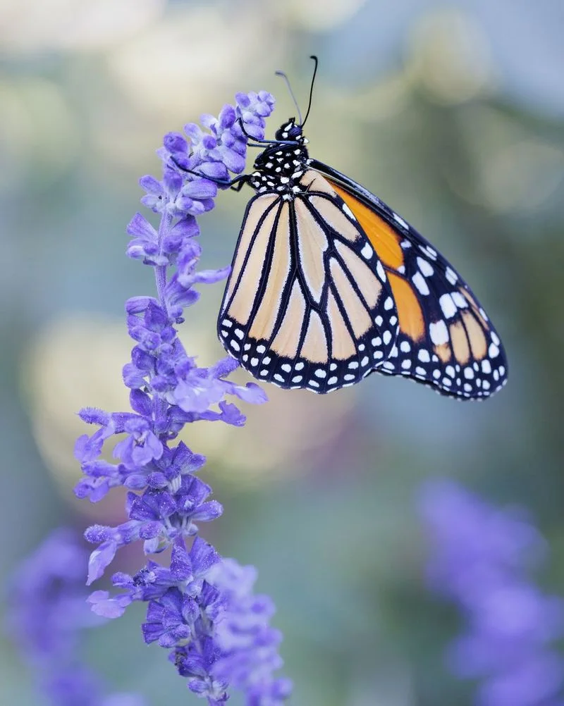 Salvia