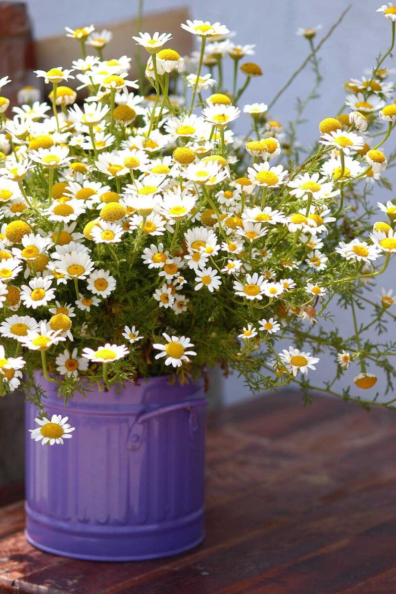 Chamomile