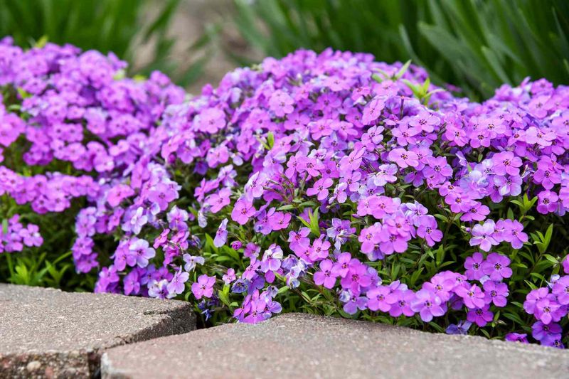 Phlox
