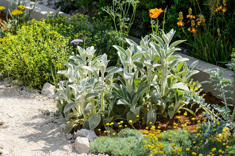 Lamb's Ear