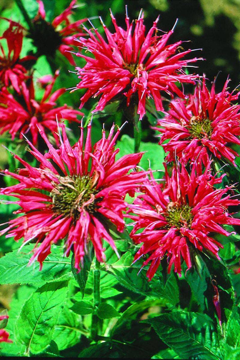 Bee Balm