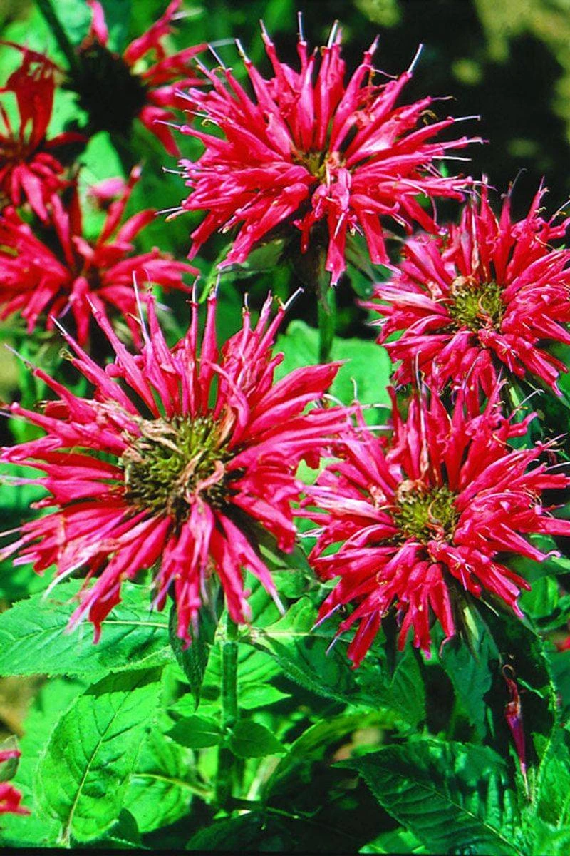 Bee Balm