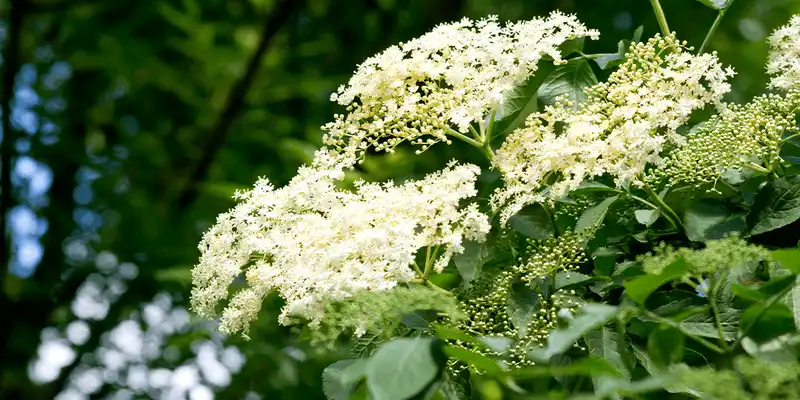 Elderberry