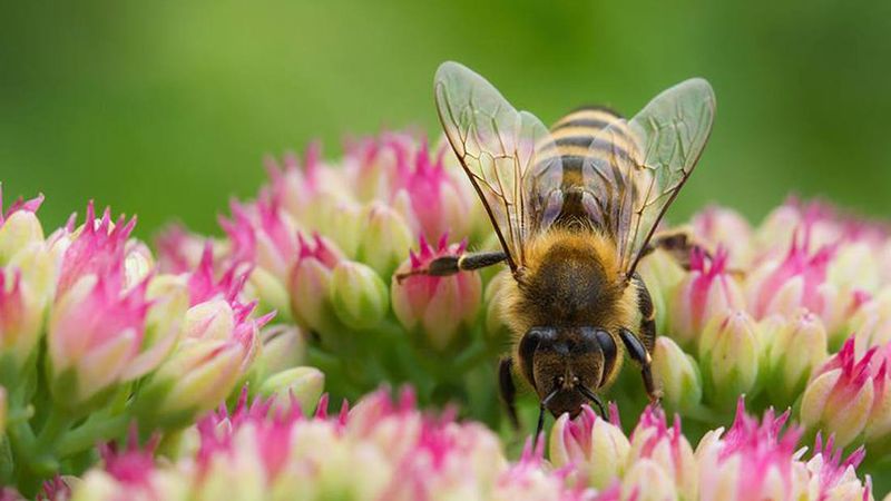 Bee Haven