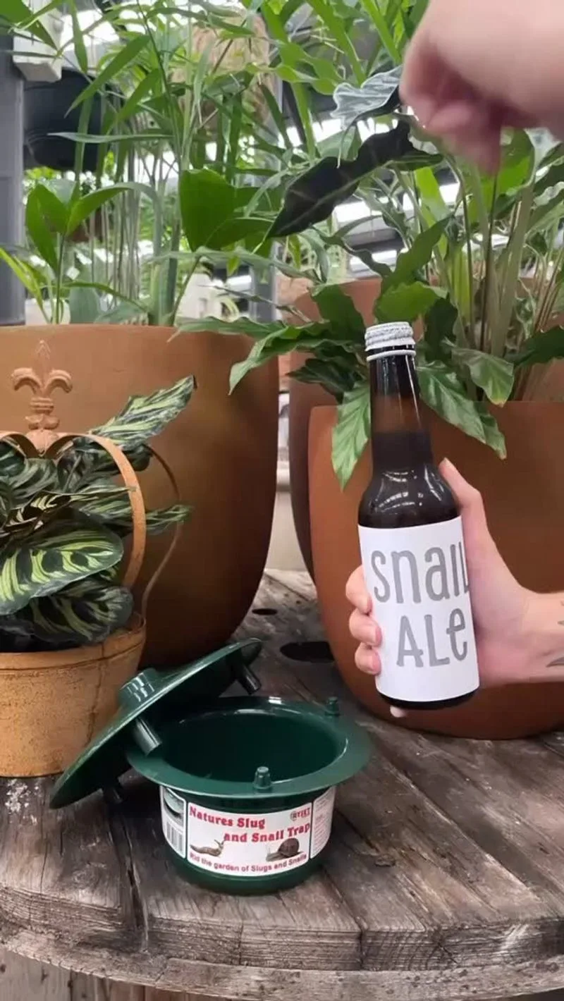 Beer Trap for Slugs