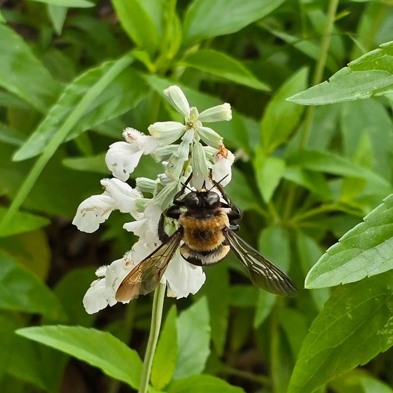 Bees' Buzz with Basil