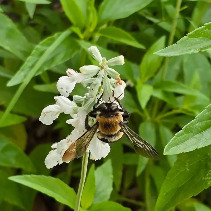 Bees' Buzz with Basil