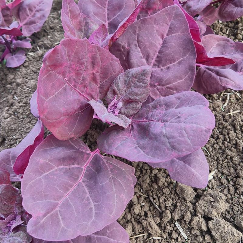 Orach