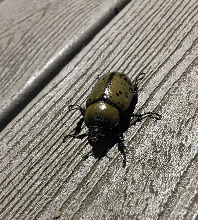Beetles