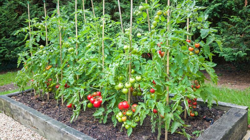 Tomatoes