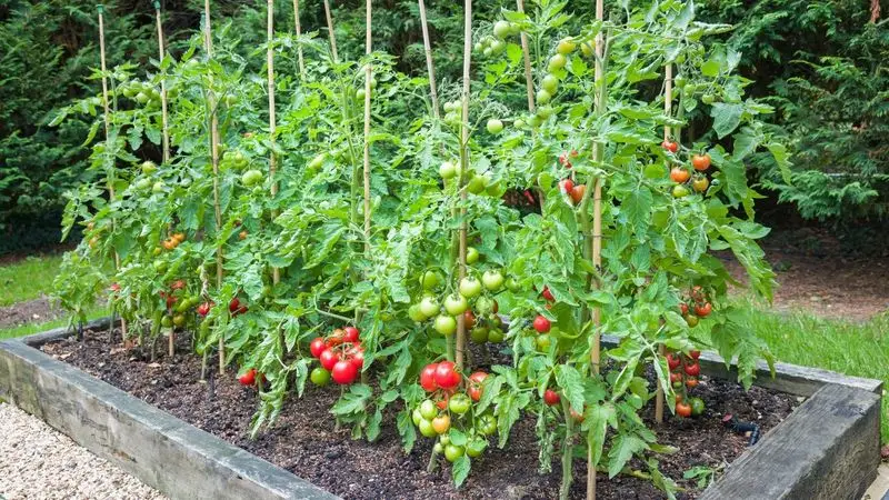 Tomatoes