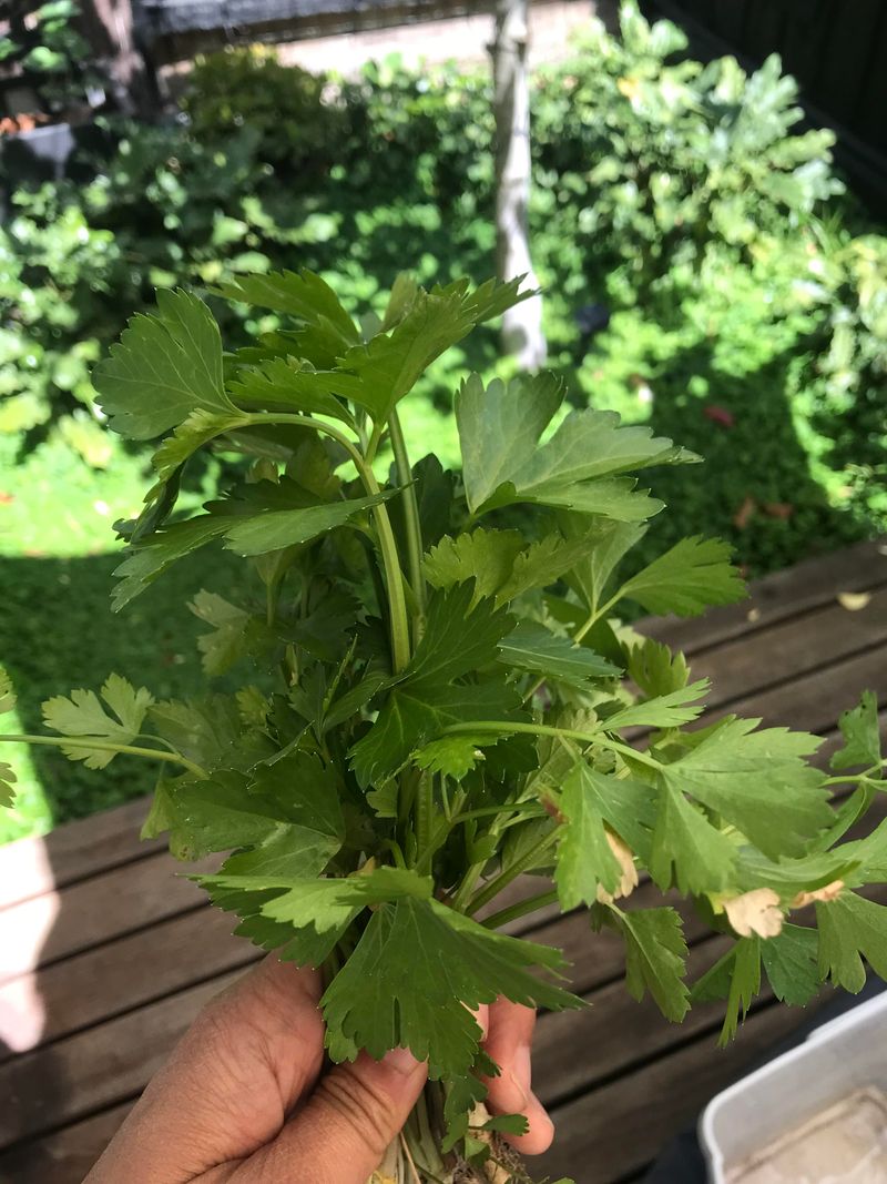 High-Maintenance: Celery