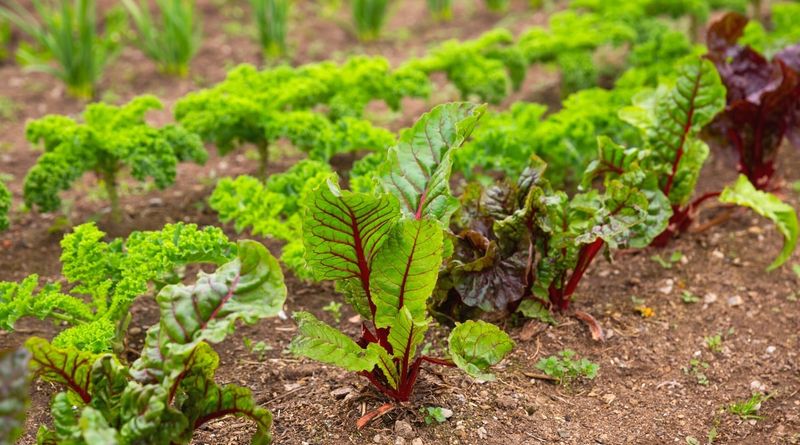 Beets and Garlic