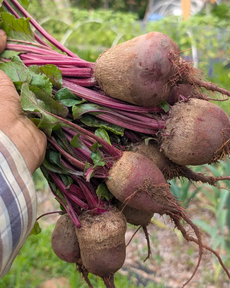Beets