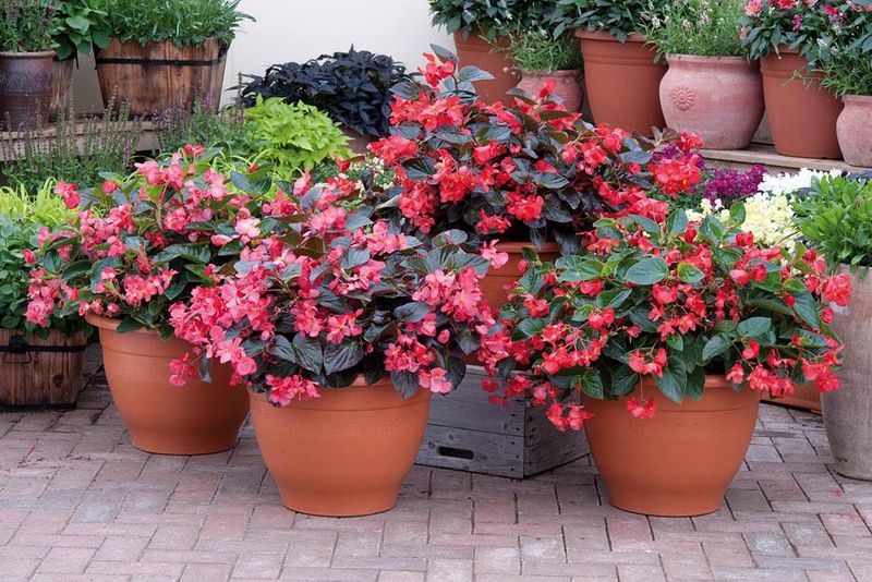 Begonia