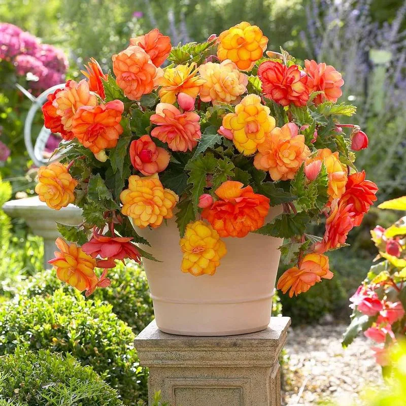 Begonia