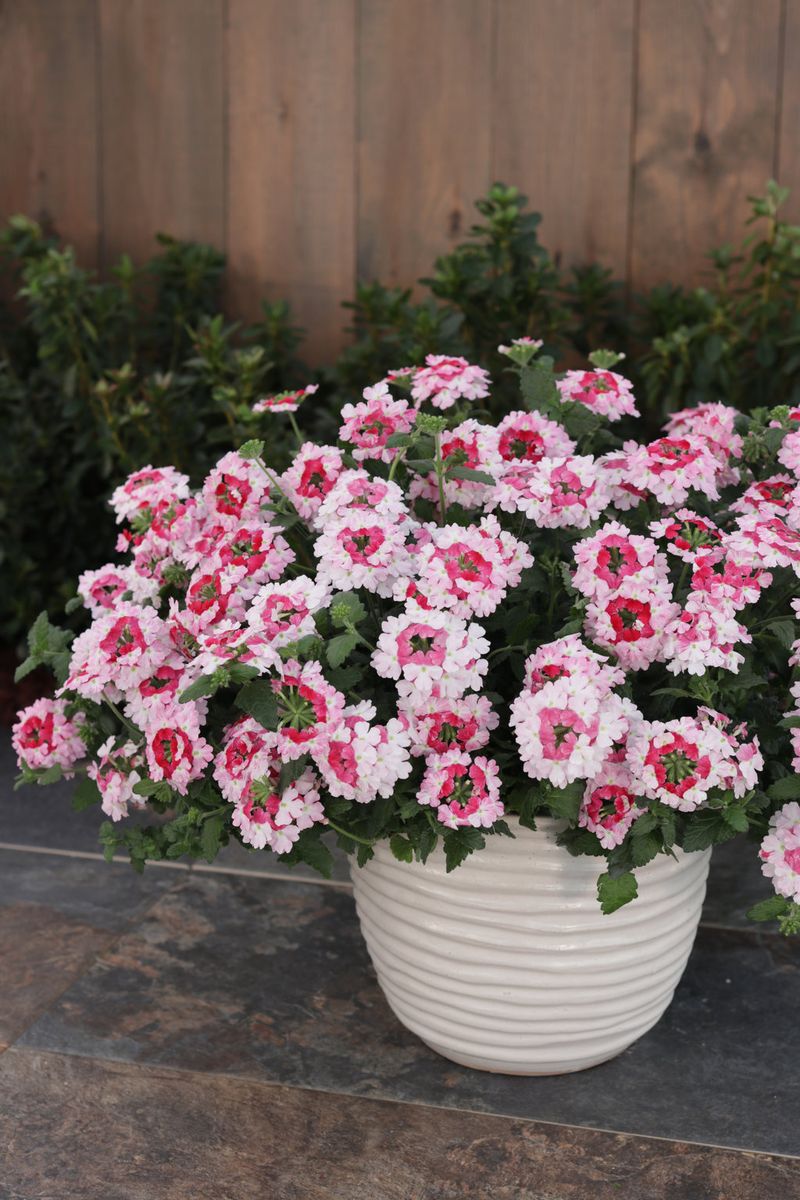 Verbena
