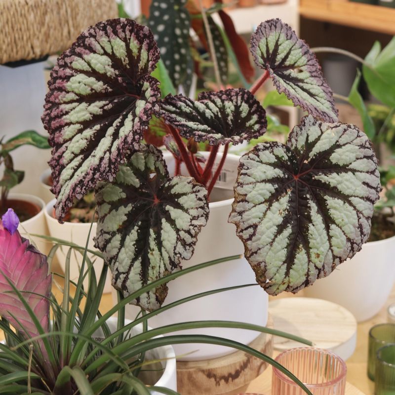Begonia
