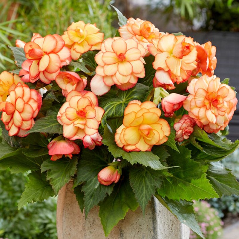 Begonia